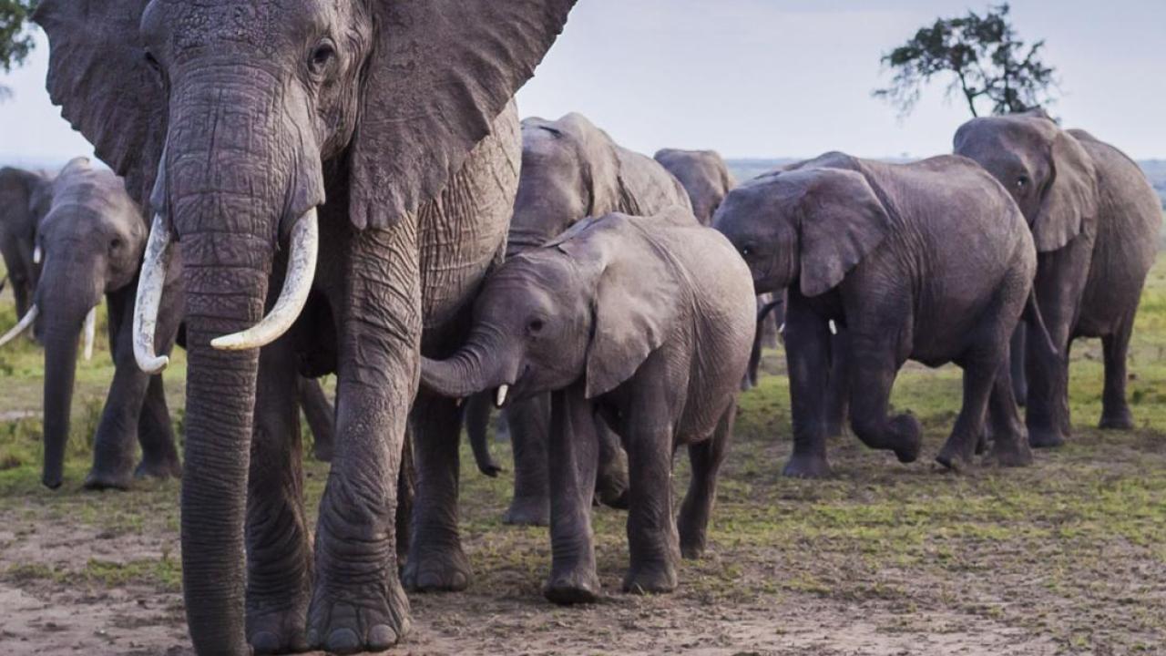 A herd of elephants of different sizes.