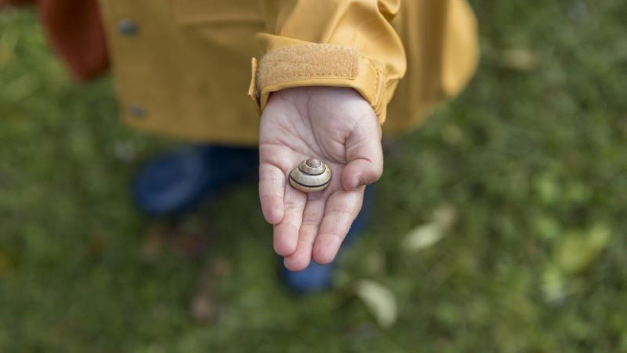 hand holding a snail shell