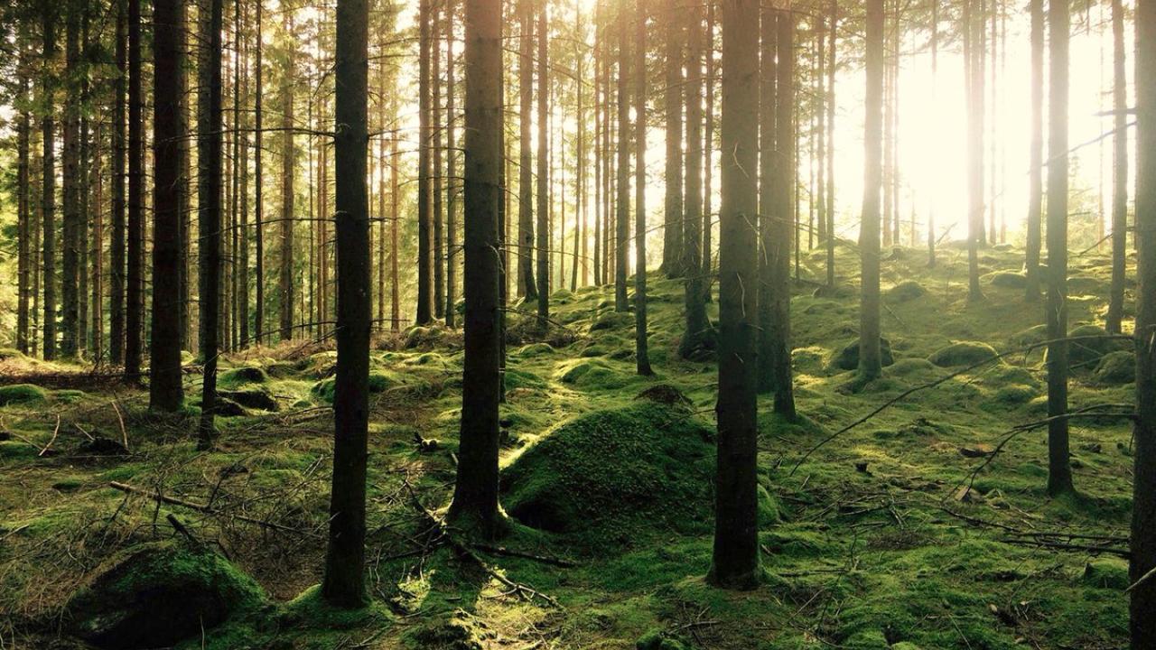 Sunlight showing through a grove of trees in a forest.
