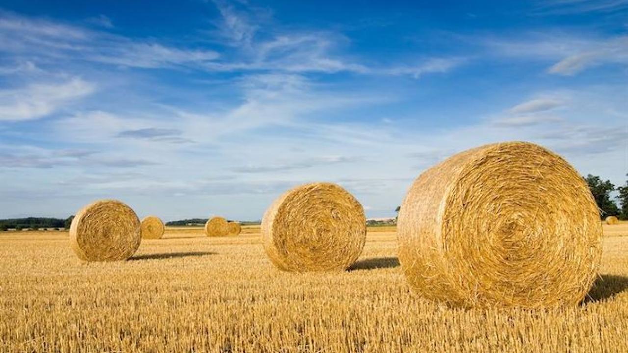 Hay cut and rolled in a golden yellow colored field with a blue sky.