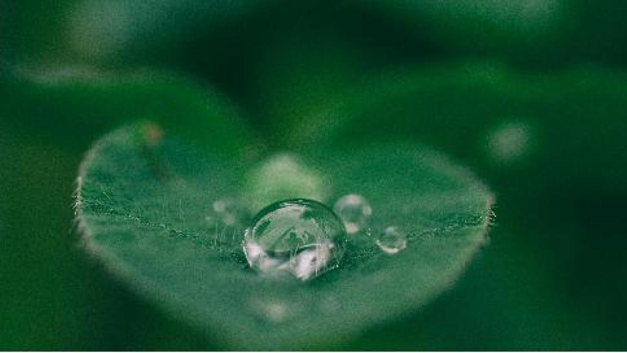 Green leaf with a raindrop.
