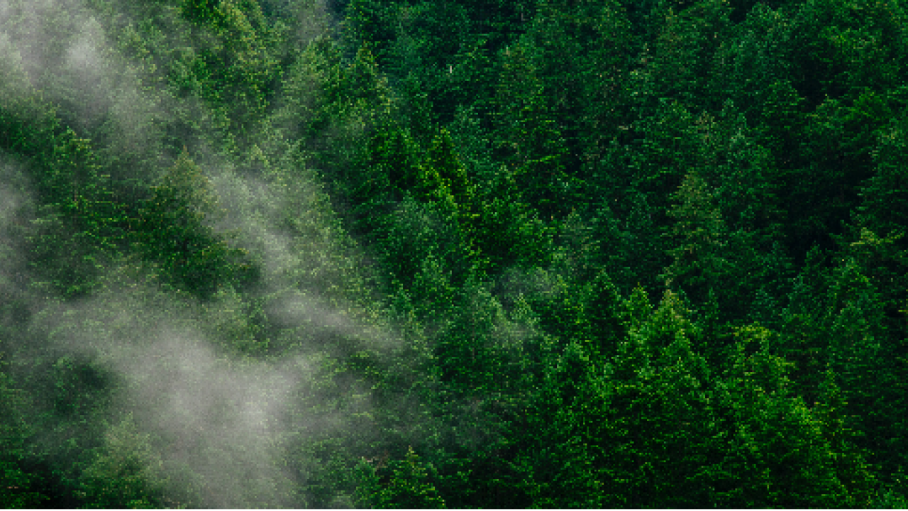 Mist over a very green forest.