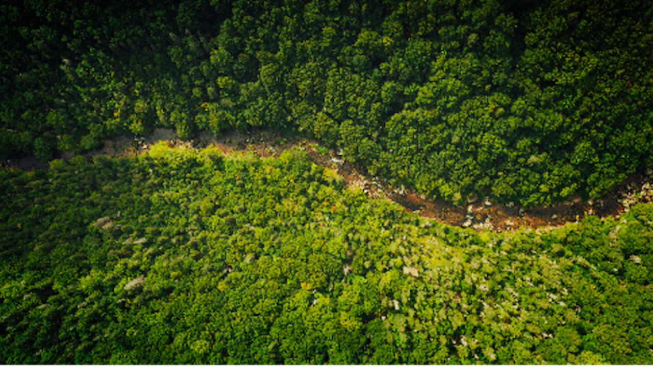 Overhead photo of a dirt road winding through a forest.