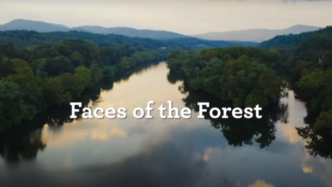aerial view over a river flowing through a dense forest "Faces of the Forest" appears central