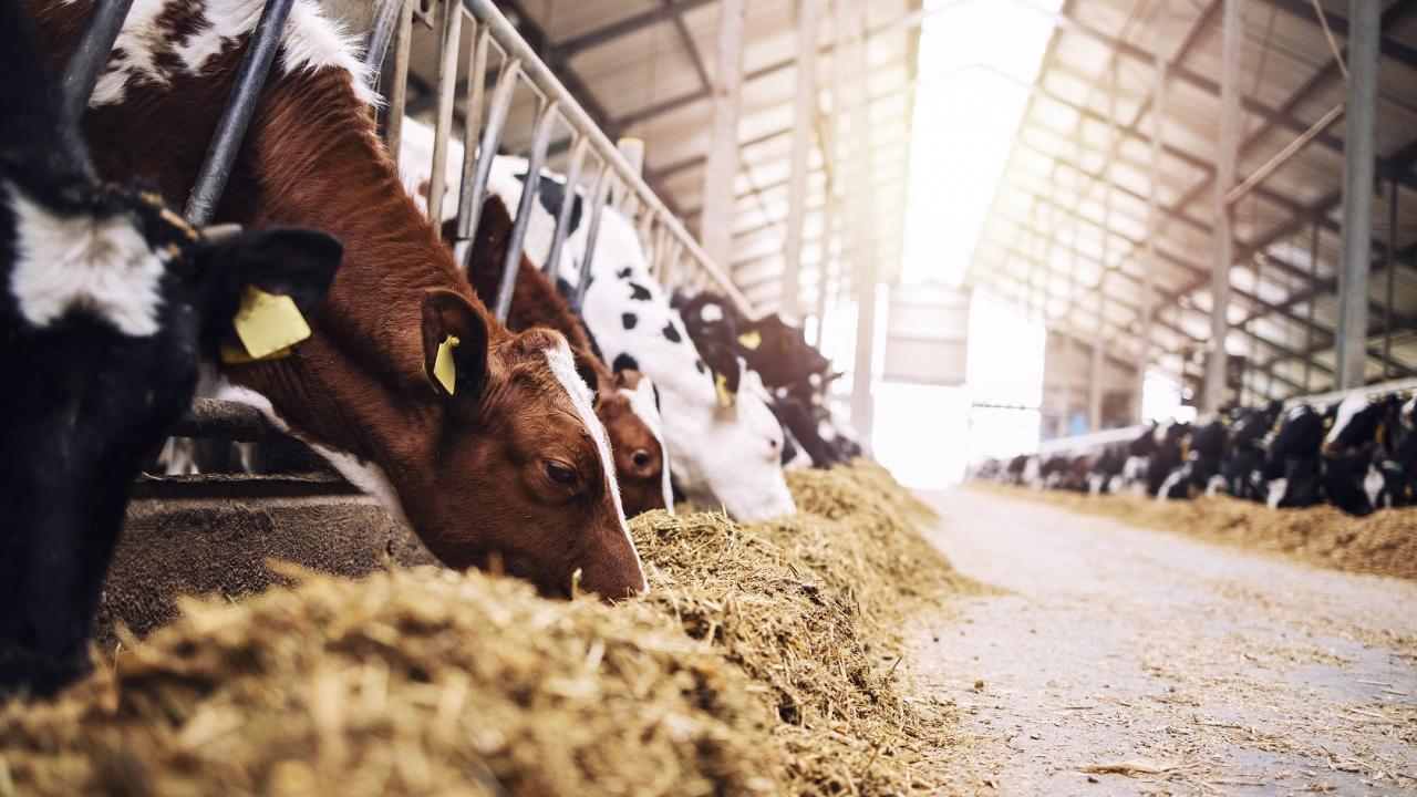 cow feeding