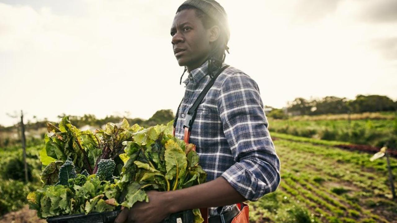 A farmer carrying a tray of greens in a large field