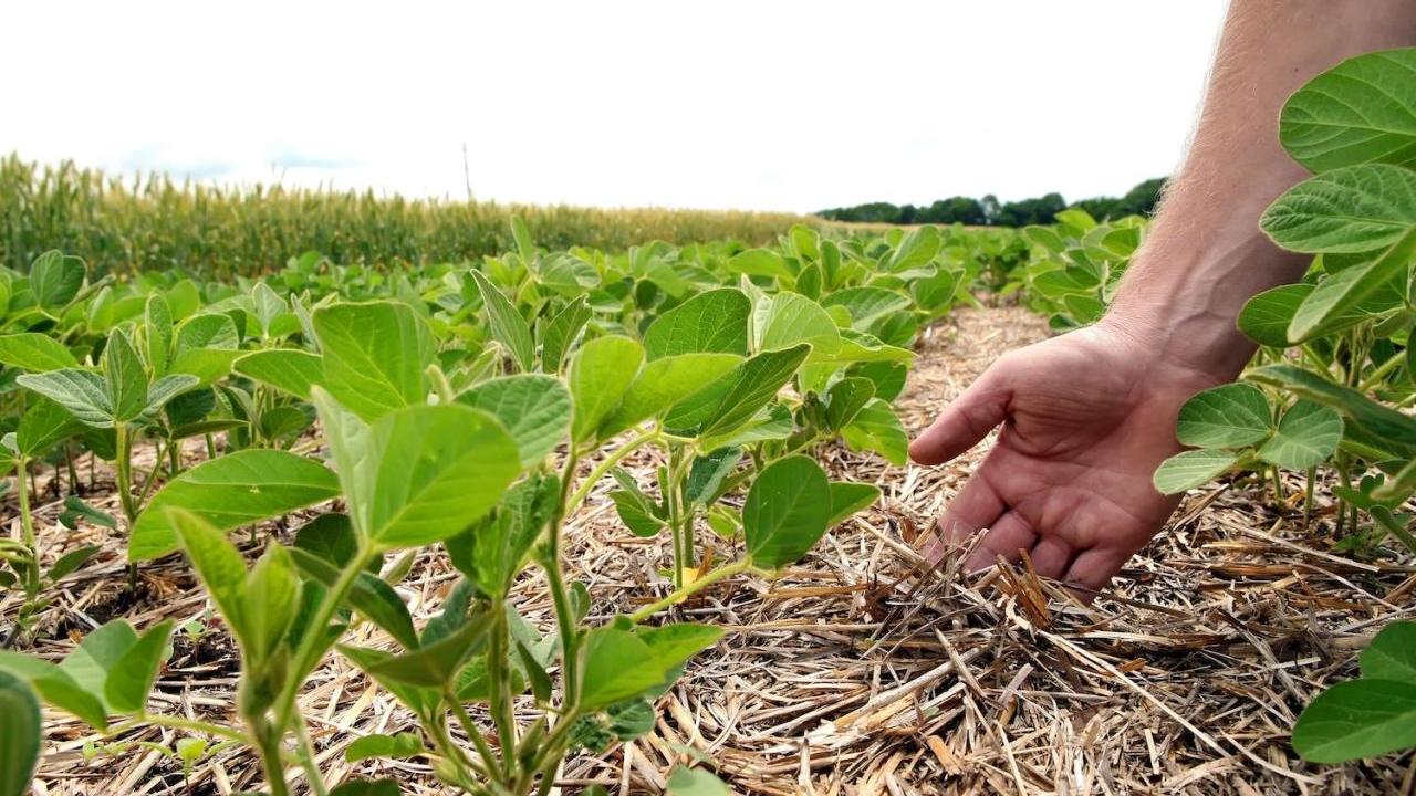 Farmers hand reaching down to plants in the garden
