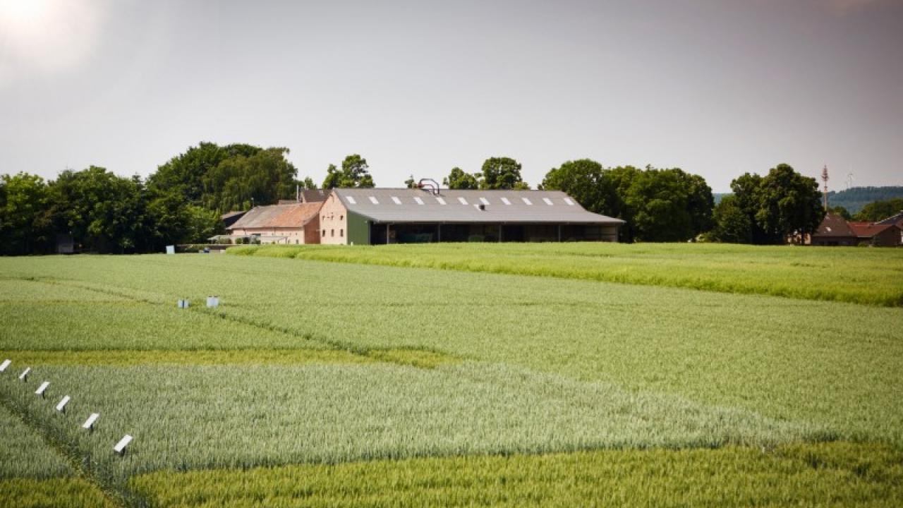 a large crop field with a building in the background