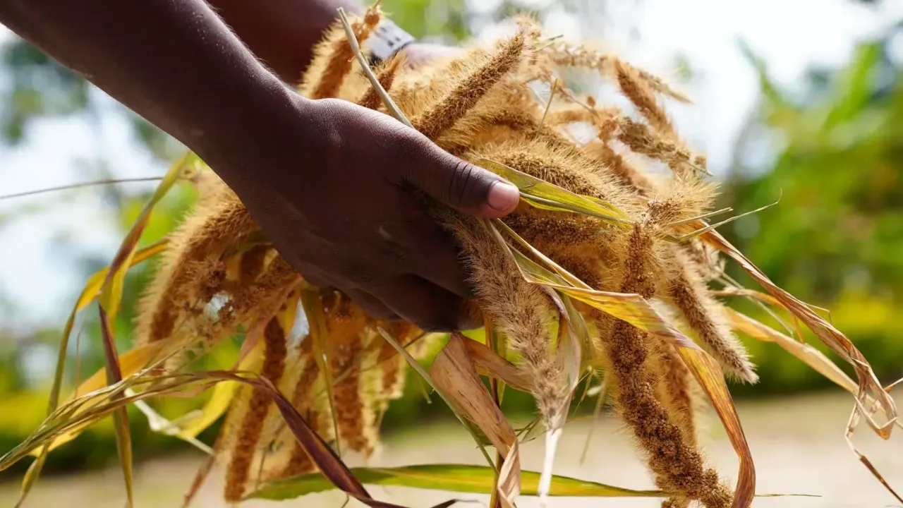 Two hands holding a wheat crop.