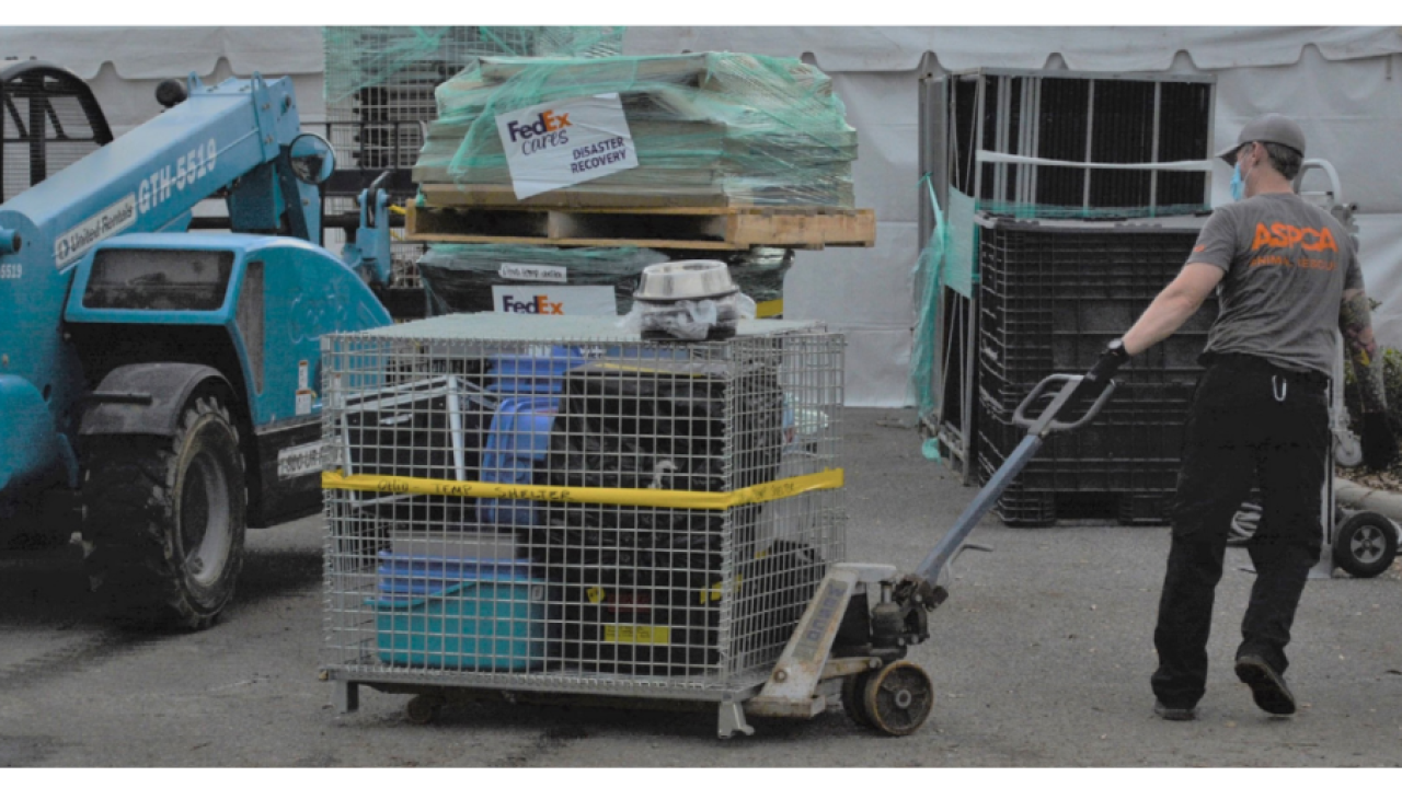 person pulling a transport cage of rescued animals