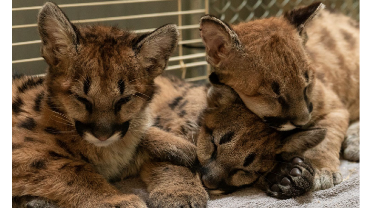 Three Mountain lion cubs