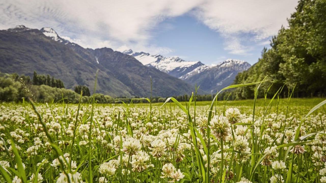 field with flowers and mountains in New Zealand