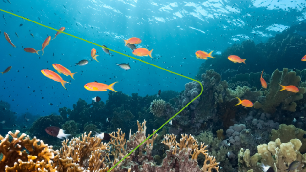 Fish underwater