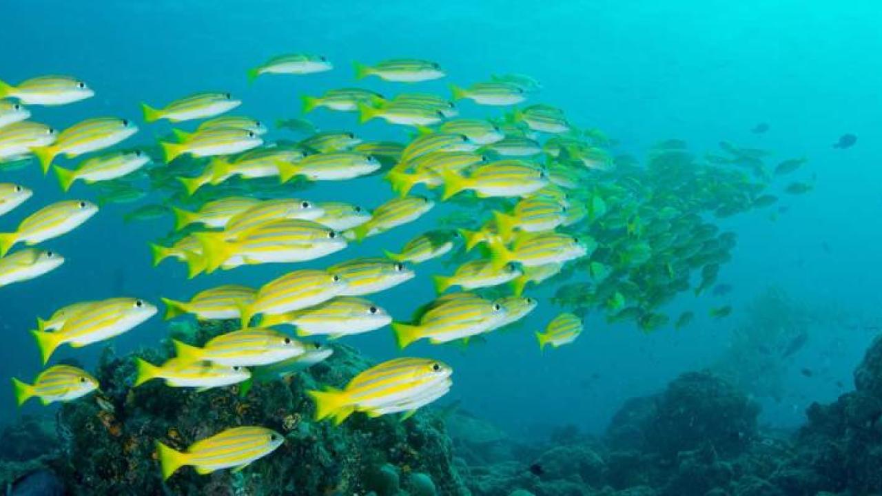 A school of fish in the ocean