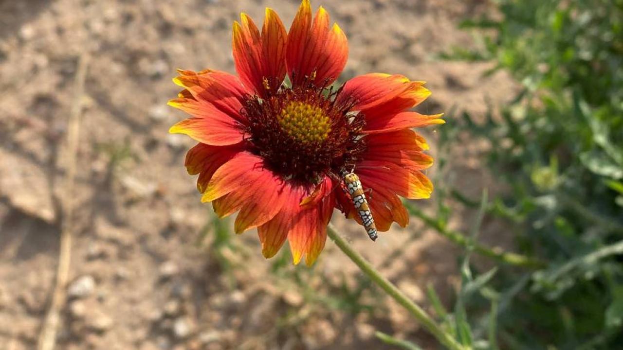 A bug on an orange flower. Soil and dirt on the ground.