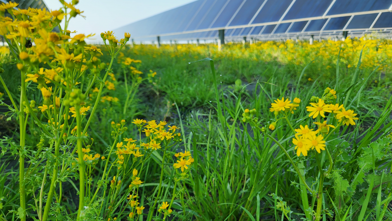 A field of yellow flowers and long rows of solar panels