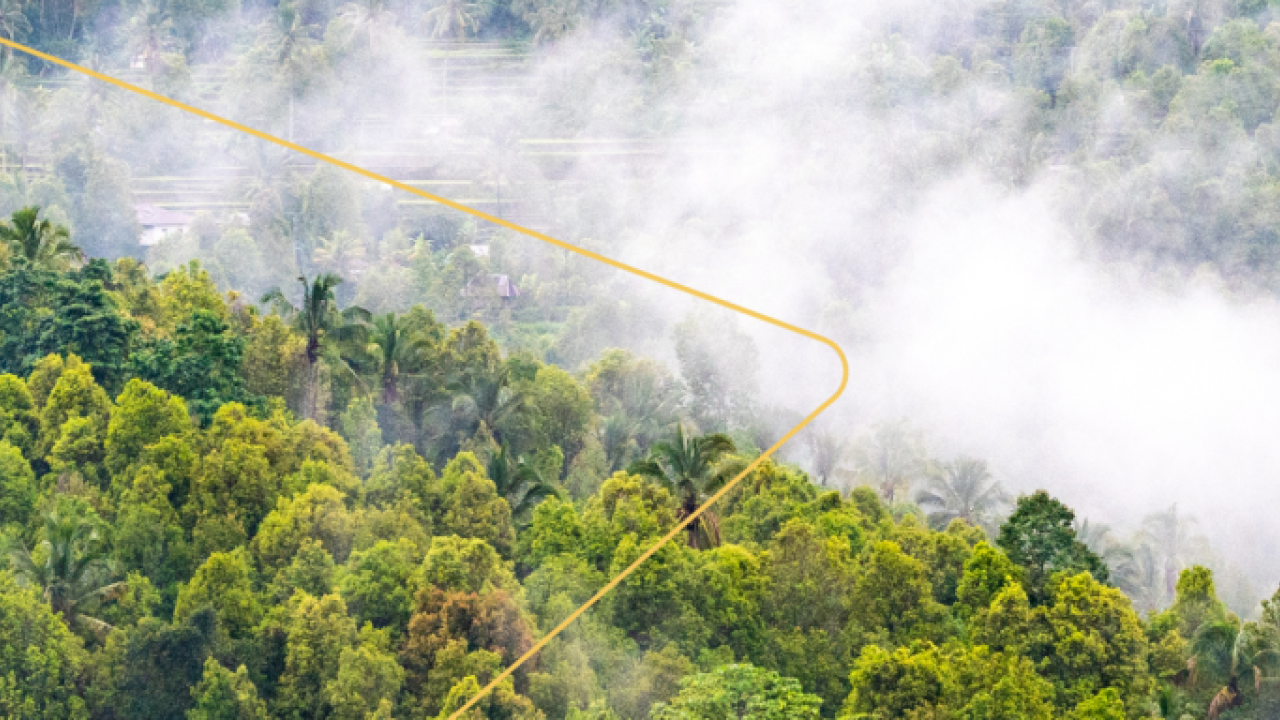 Aerial view of a misty forest canopy.