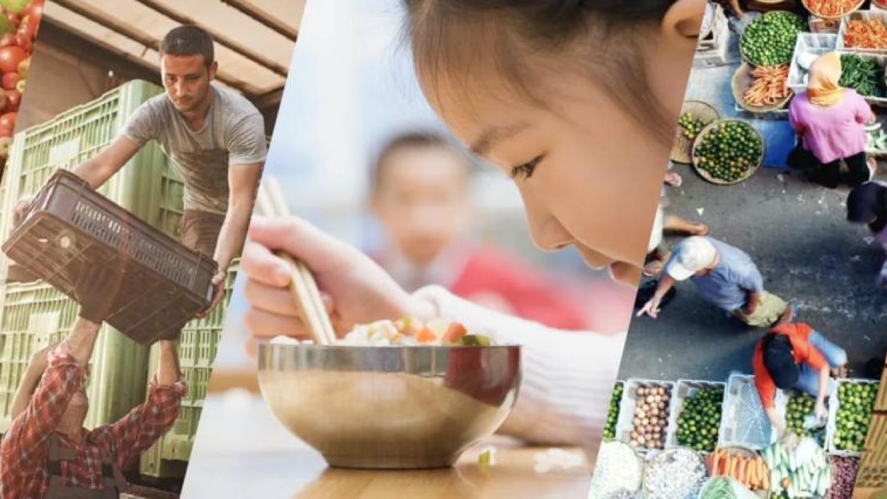 composite image of food and farming around the world