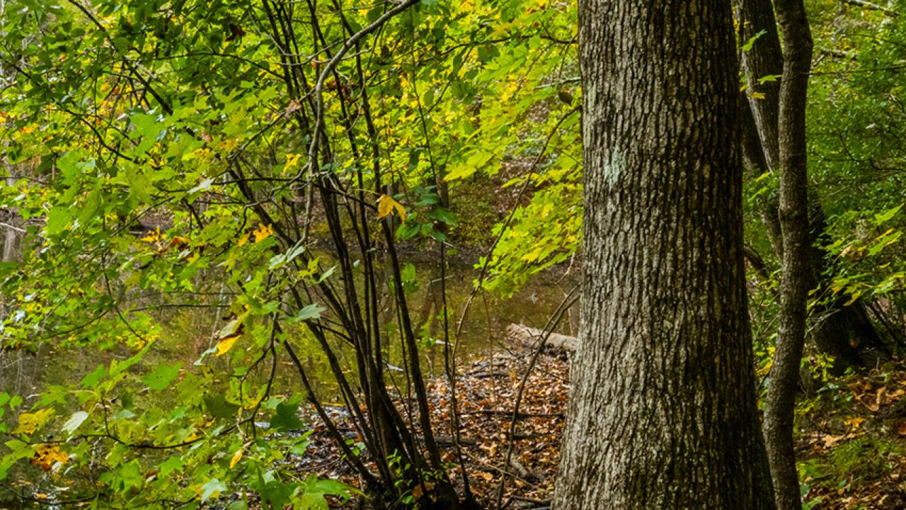 forest