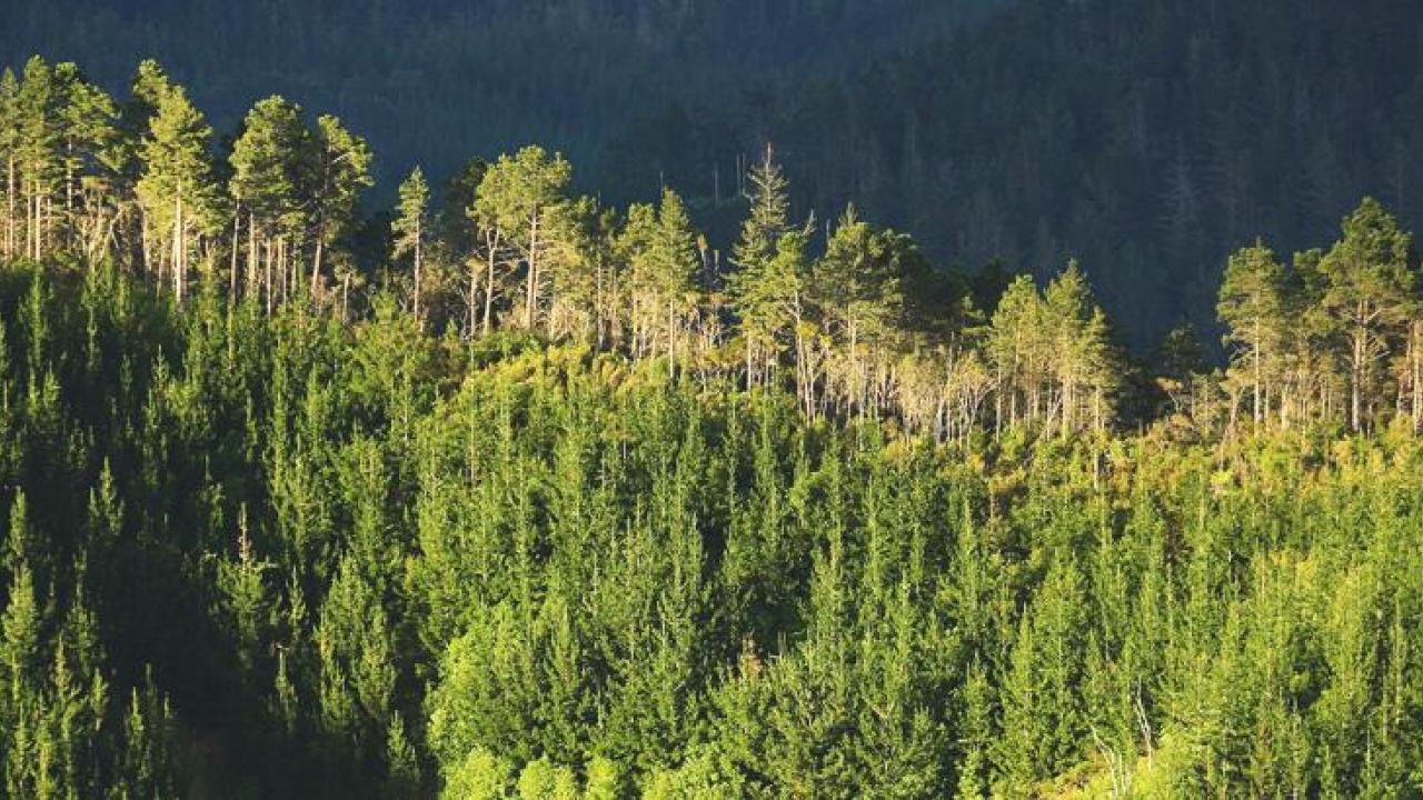 Aerial view of a forest