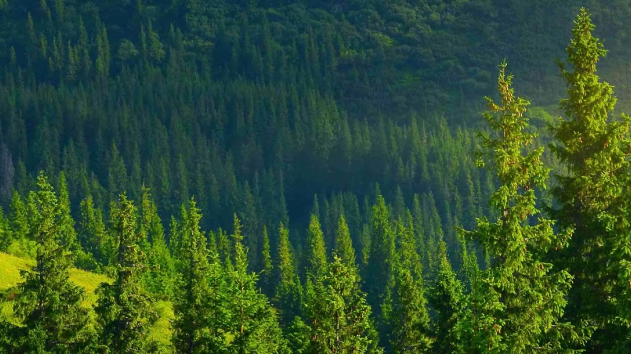 Aerial view of a forest. 