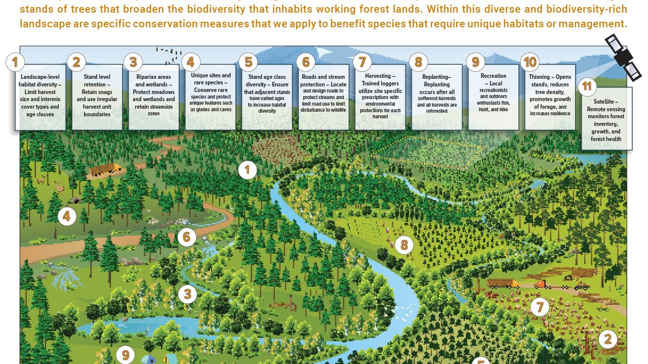 Info graphic "Active Forest Management" with 11 points and brief descriptions matched to locations on a drawn map of a forested area with waterway.
