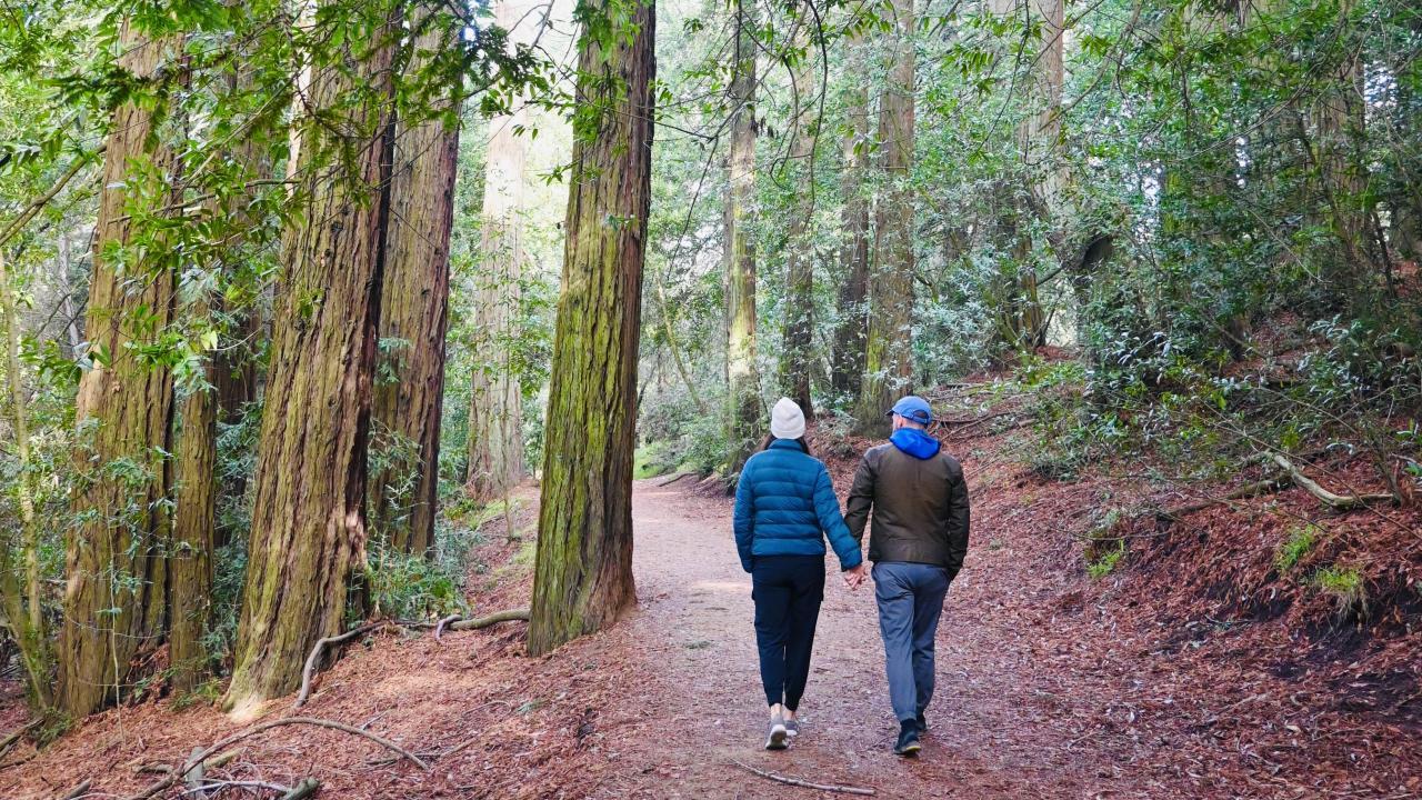A couple holding hands walking through a forest on a trail.