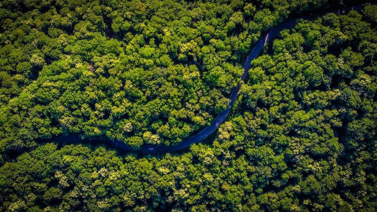 forest with river running through it