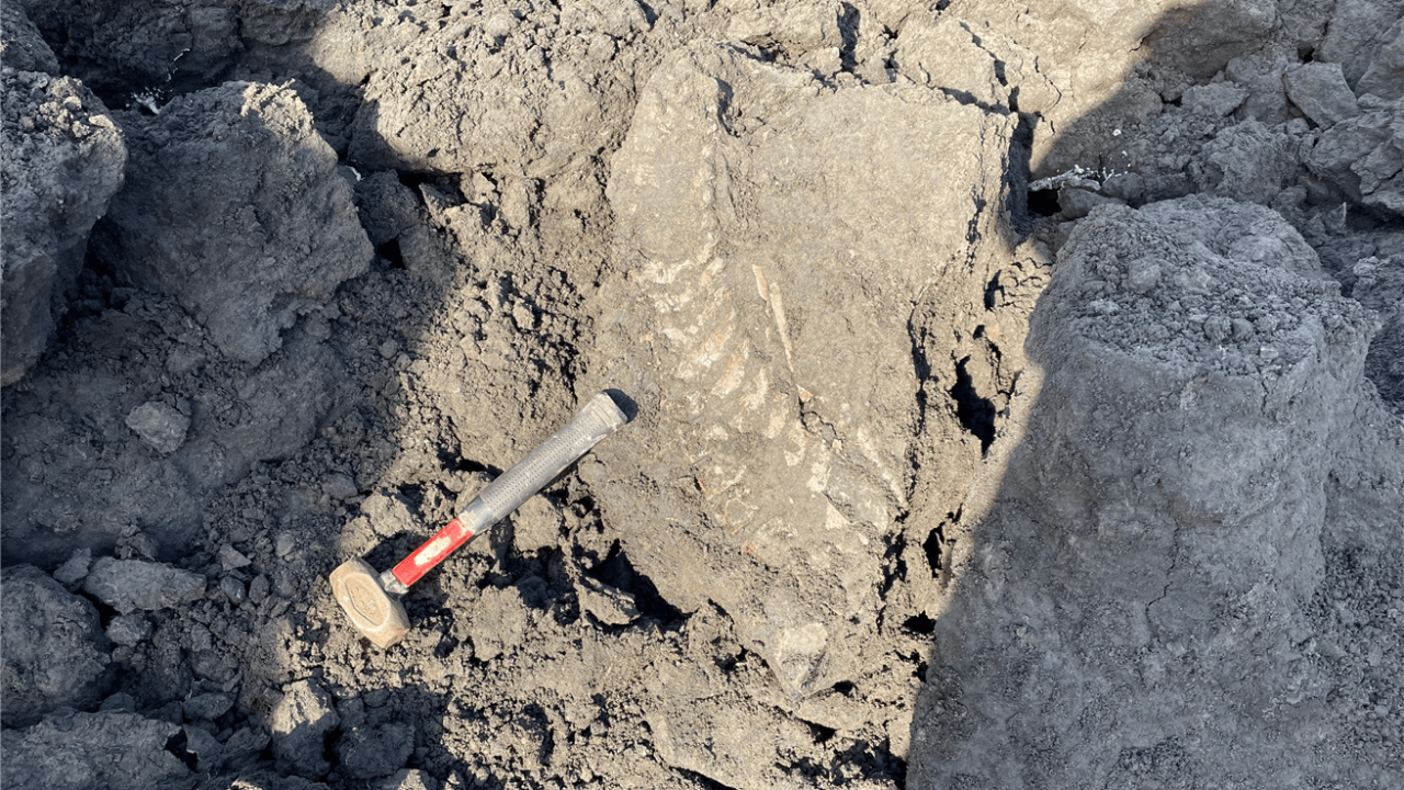 Fossil embedded in a rock