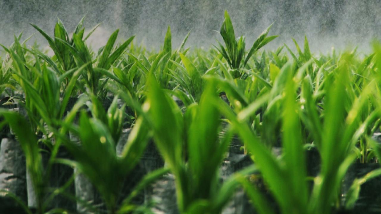 grass close-up