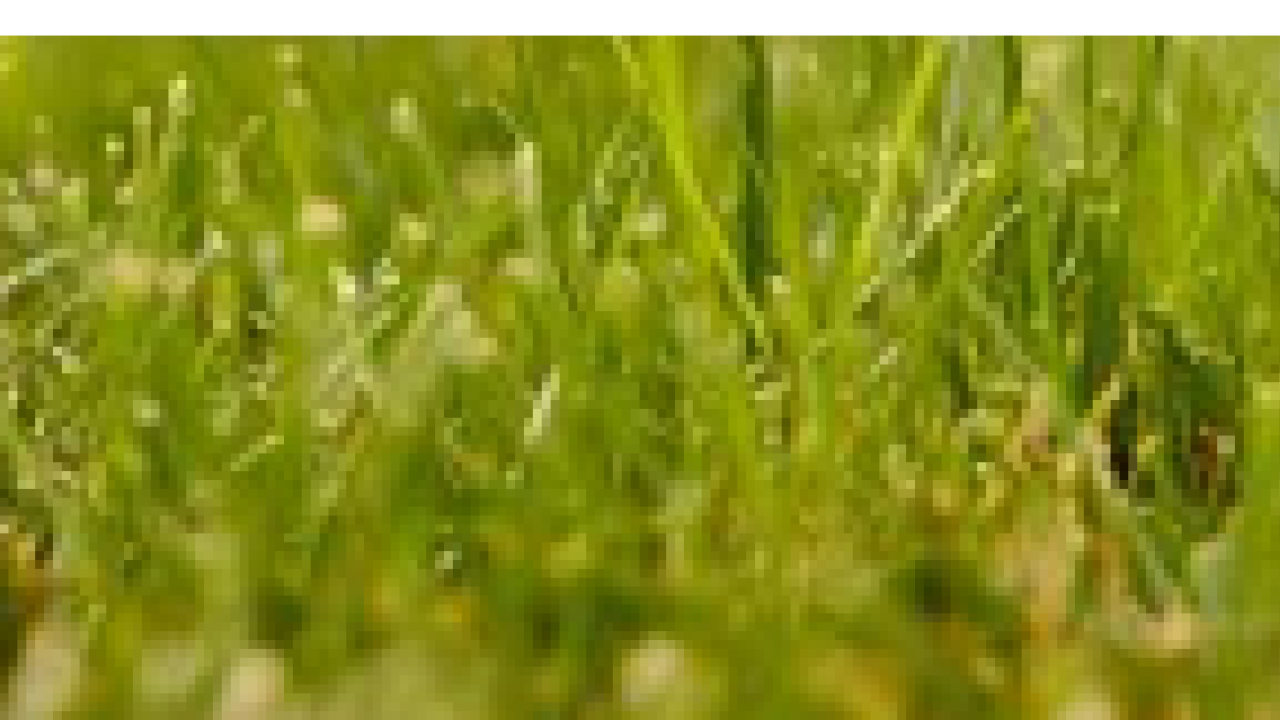 Close up of grass