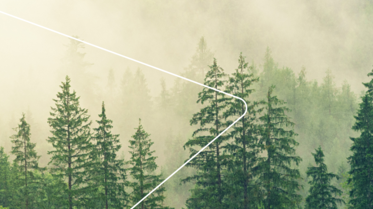 mist-filled pine forest with a thin triangular overlay
