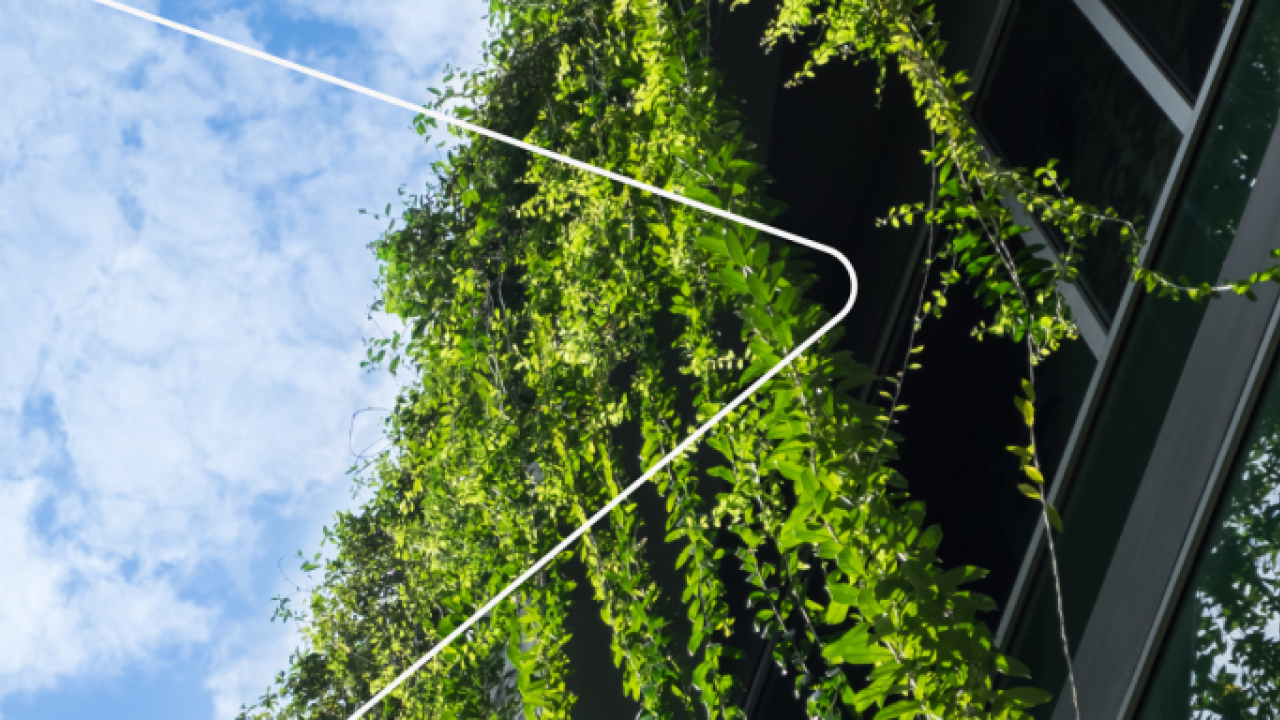looking up to the sky, the outside of a building covered in trailing greenery