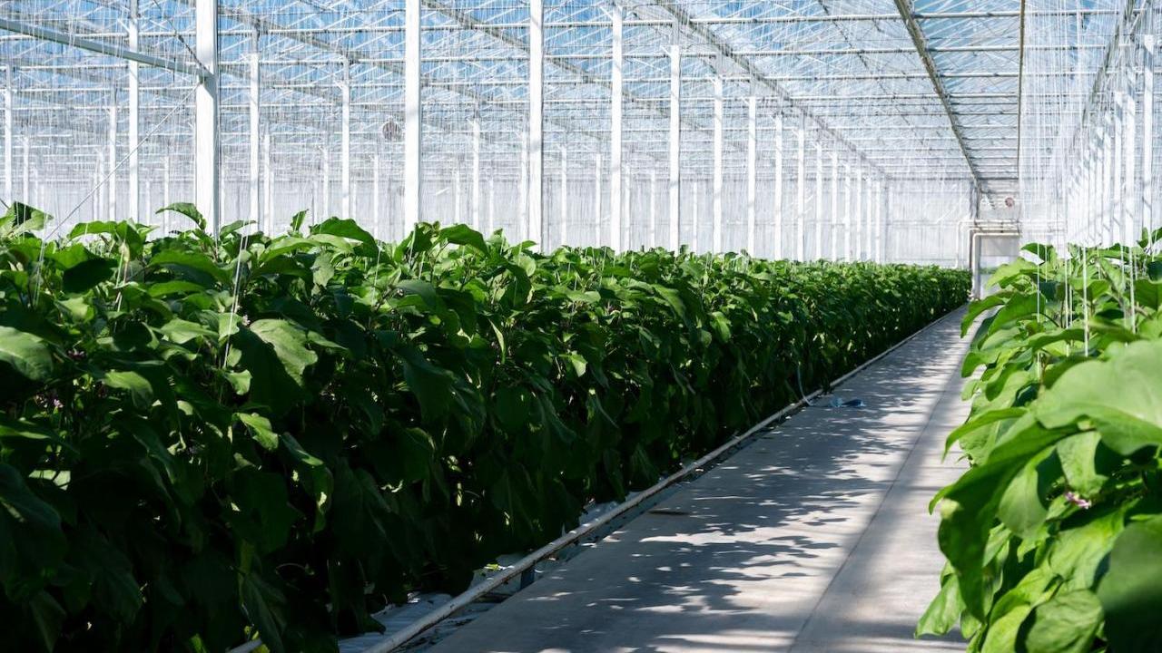 Inside a greenhouse farm