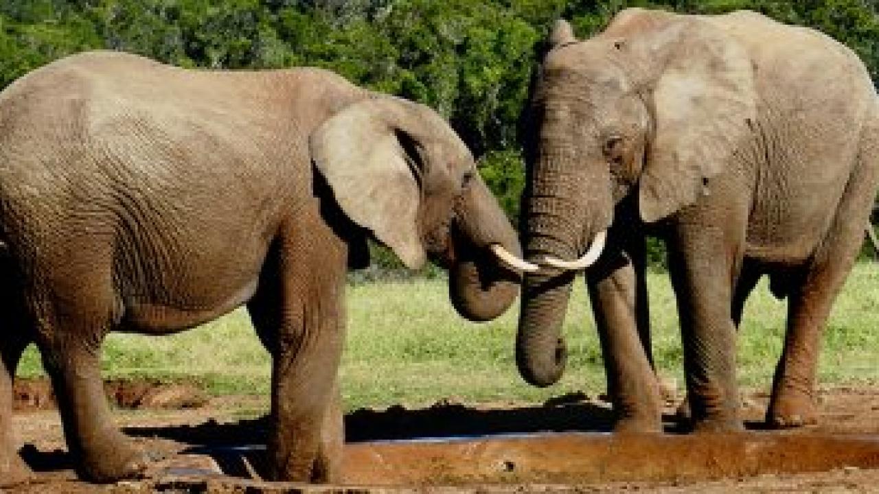 two elephants touch trunks. A tree line behind them