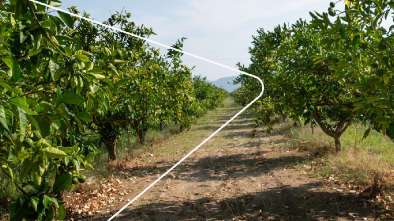 rows of crop trees and paths between them