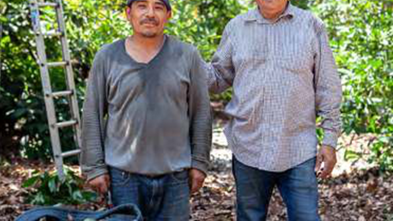 Two agriculture workers in an orchard