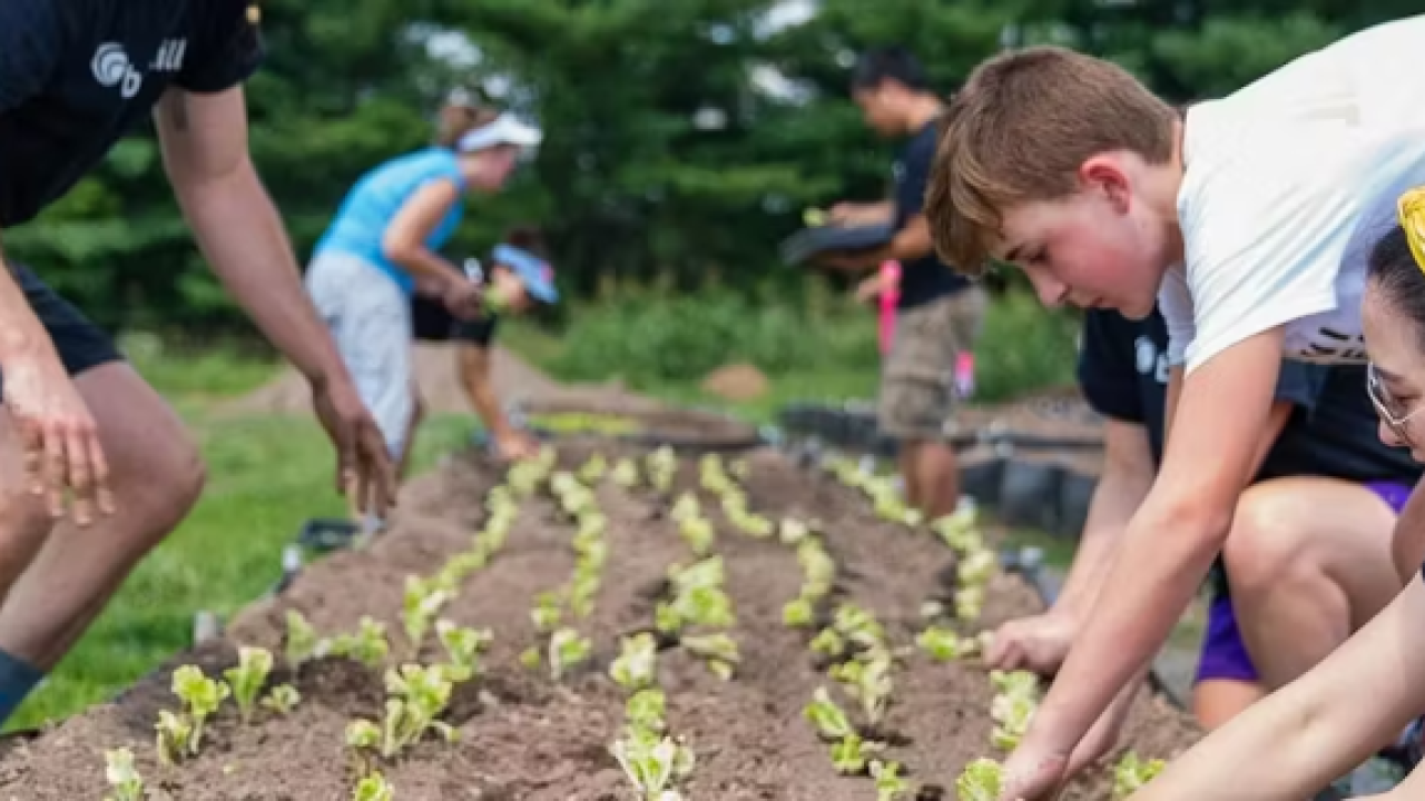 People planting seedlings in rows