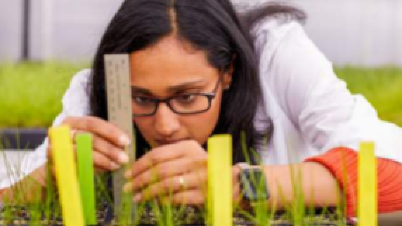 A person closely measuring seedlings in a planter box.