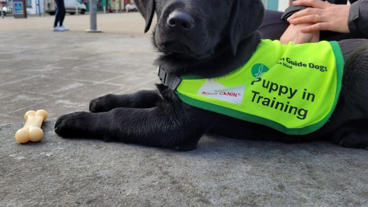 A black lab puppy laying down outside, wearing a "puppy in training" vest. A very good dog.