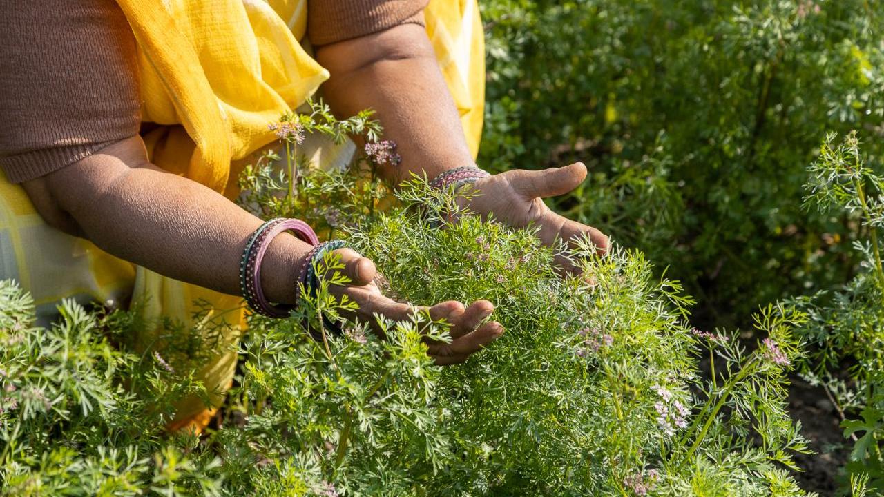 hands holding plants