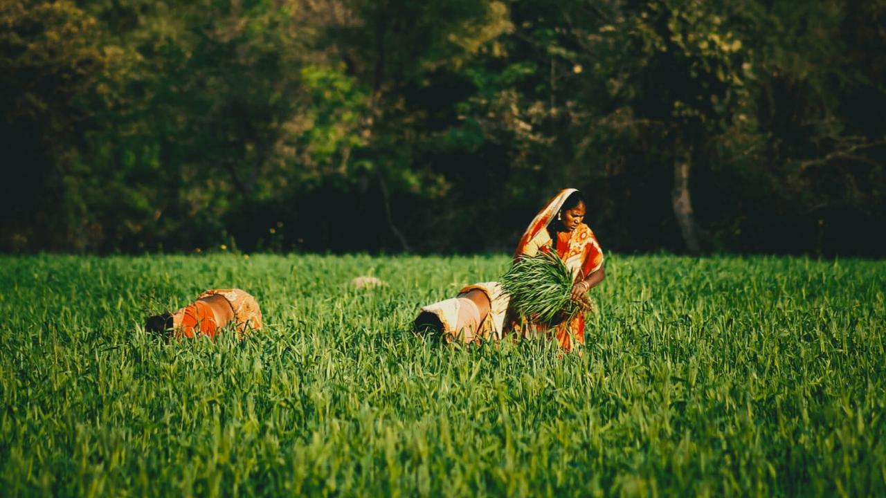 people harvesting in a field