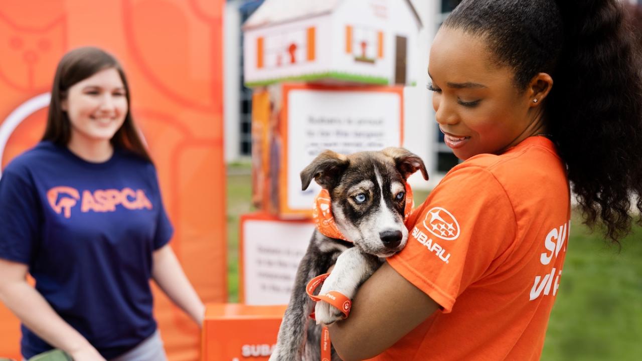 person holding a puppy