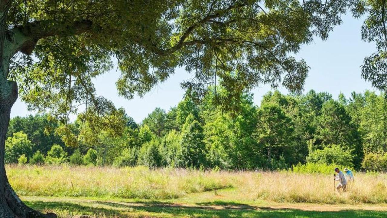 Tree in a field