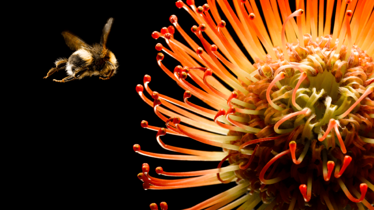 Close up of bee flying to flower