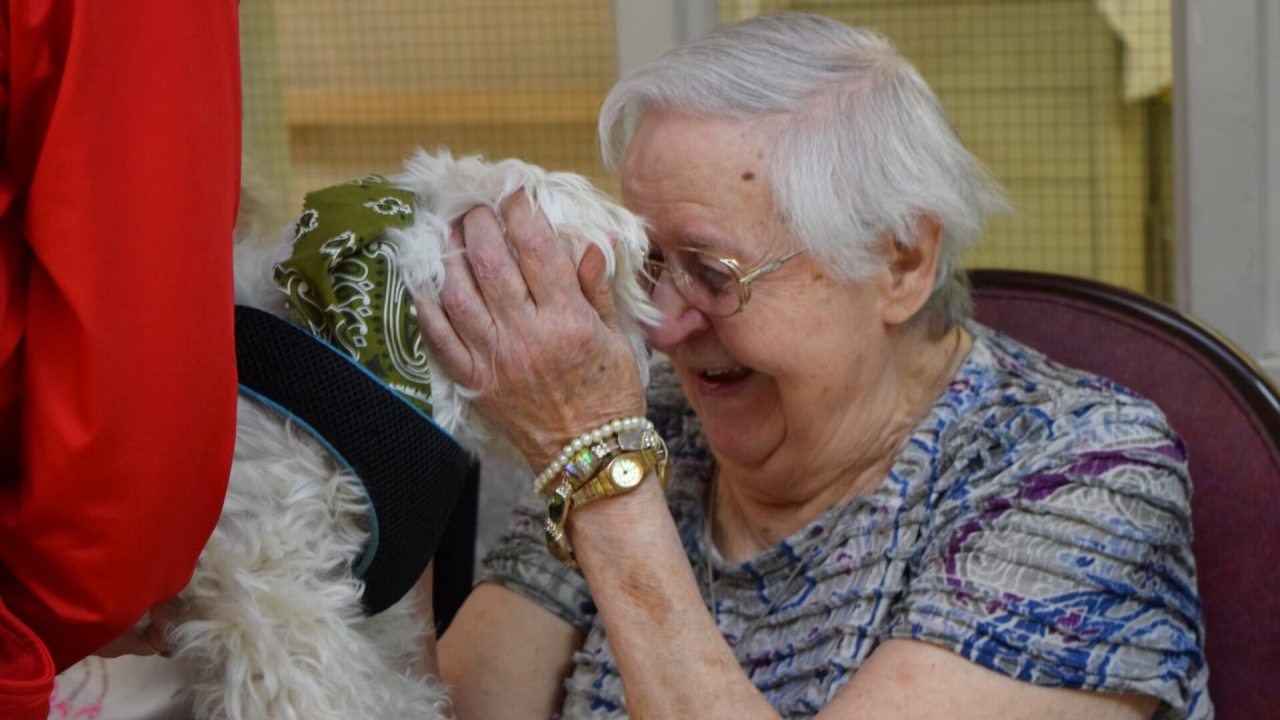 A person petting a dog