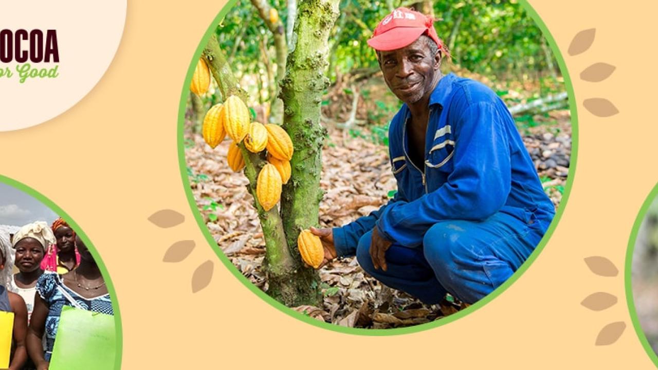 composite of several cocoa farmers posing with cocoa beans and certificates from Hershey