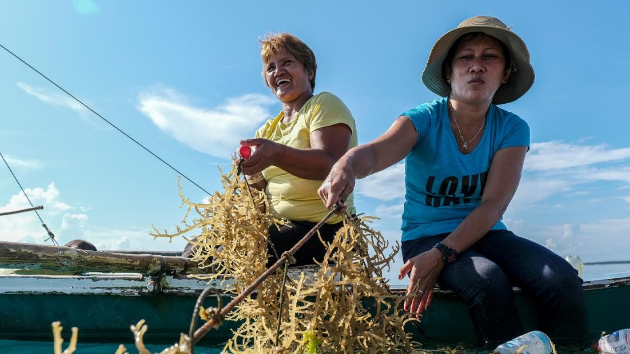 two women harvesting seaweed