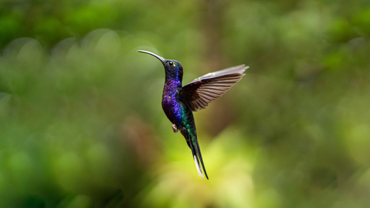 Hummingbird mid-air