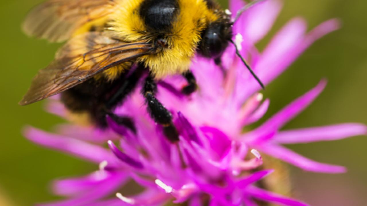 A bumblebee on a bright pink flower